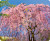 Defender Коврик для компьютерной мыши Silk Pad Nature 230x190x1.6 мм, 10 видов Defender Silk Pad Nature
